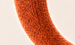 Woven texture close-up